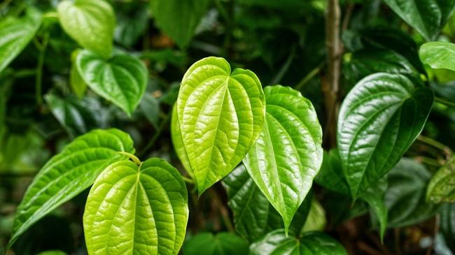 5 Tanaman Obat Alami yang Ampuh Menjaga Kecantikan dan Kesehatan Kulit Wajah